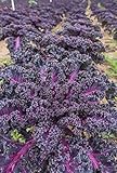 Seedeo® Roter Grünkohl (Brassica oleracea var. sabellica) ca. 100 Samen BIO