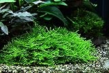 Tropica Aquarium Pflanze Moos Taxiphyllum 'Spiky Nr.003G TC in Vitro 1-2 Grow...
