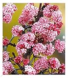 BALDUR Garten Duft-Schneeball 'Dawn', 1 Pflanze, Viburnum bodnantense...