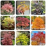 100 pcs Ahornbaum Kaufen Samen, Baum Samen, steingartenpflanzen winterhart,...