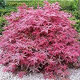 Acer palmatum 'Beni-Maiko' | Japanischer Ahorn-Laubbaum-Gartenpflanzenbaum im...
