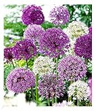 BALDUR Garten Zierlauch Allium-Mix 'Big Head', 12 Zwiebeln, Blumenzwiebeln,...