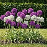 GreenboutiQ - Blumenzwiebeln - Allium Zwiebeln Purple White Mix - Bulbs Hardy...