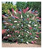 BALDUR Garten Sommerflieder 'Papillion Tricolor', 1 Pflanze, Buddleja davidii,...