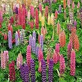 500 Lupine Samen zum Pflanzen, Lupine gemischt Samen, Vielblättrige Lupine,...