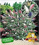 BALDUR Garten Sommerflieder 'Papillion Tricolor' Buddleia, 2 Pflanzen Buddleja...