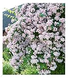 BALDUR Garten Rosa Perlmuttstrauch, 1 Pflanze, bienenfreundlich, winterhart,...