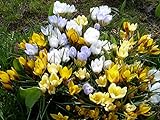 1000 Blumenzwiebeln Krokuszwiebeln Krokus Crocus Botanische chrysanthus...