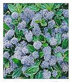 BALDUR Garten immergrüne Säckelblume Blauer Ceanothus 'Blue Mound', 1 Pflanze,...