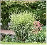 3 x Miscanthus sinensis 'Zebrinus' 1 Liter (Ziergras/Gräser/Stauden/Winterhart)...