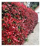 BALDUR Garten immergrün Photinia-Hecke 'Red Robin', 1 Pflanze, Glanzmispel...