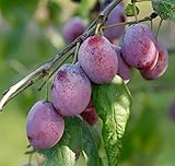 Königin Viktoria kleinbleibend Pflaume Pflaumenbaum Obstbaum Busch 2-jährig...