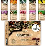 10 Bonsai Samen aus 5 Kontinenten I Exotische Baum Samen für deinen...