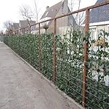 6 x Efeu - Hedera Hibernica 75/100cm : 6 kaufen, 4 bezahlen - 6 immergrüne...