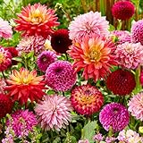 Dahlien Knollen Super Kollektion, 10 Riesen Dahlien Blumenzwiebeln Mischung aus...