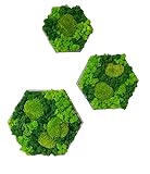 Islandmoos & Ballenmoos Farbkombi Moosbild Hexagon Rahmen Sechseck...