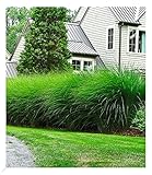 BALDUR Garten Chinaschilf 'Eulalia' Chinagras, 3 Pflanzen Miscanthus sinensis...