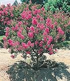 BALDUR Garten 1x Flieder des Südens, Pflanze im 1,5 Liter-Topf, Lagerstroemia...