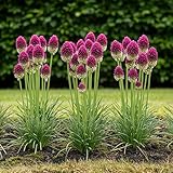 GreenboutiQ - Blumenzwiebeln - Allium Zwiebeln Sphaerocephalon - Bulbs Hardy...