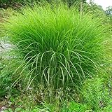Miscanthus sinensis 'Gracillimus' Feinhalm Chinaschilf Unglaublich grazile Optik...