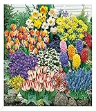 BALDUR Garten 140 Blumenzwiebeln Spar-Paket, 140 Zwiebeln im Mix mit Tulpen,...