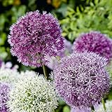 Bloomique - 15er-Mix - Allium Fantasia - Look - Zierzwiebel - Blau, Weiß, Lila...