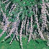 Hänge-Schmetterlingsflieder - Sommerflieder (Buddleja) Pflanze in hellem lila,...