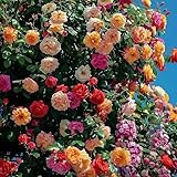Kletterrosen Samen - Natürliche, Schnellwachsende Blumen für Garten, Balkon &...