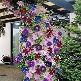 Gardeners Dream Clematis Regenbogen Winterharte Pflanzen - 4 x Farben Gemischte...