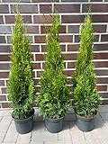 10st. Thuja Smaragd 100-120cm ohne Topf gemessen Heckenpflanzen Lebensbaum...