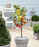 Plant in a Box - Trio-Apfelbaum - 3 Apfelsorten an 1 Baum - Malus Elstar, Malus...