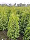 5 Thuja Brabant 120-140cm XXl ohne Topf gemessen frisch vom Feld Gartenhecke...